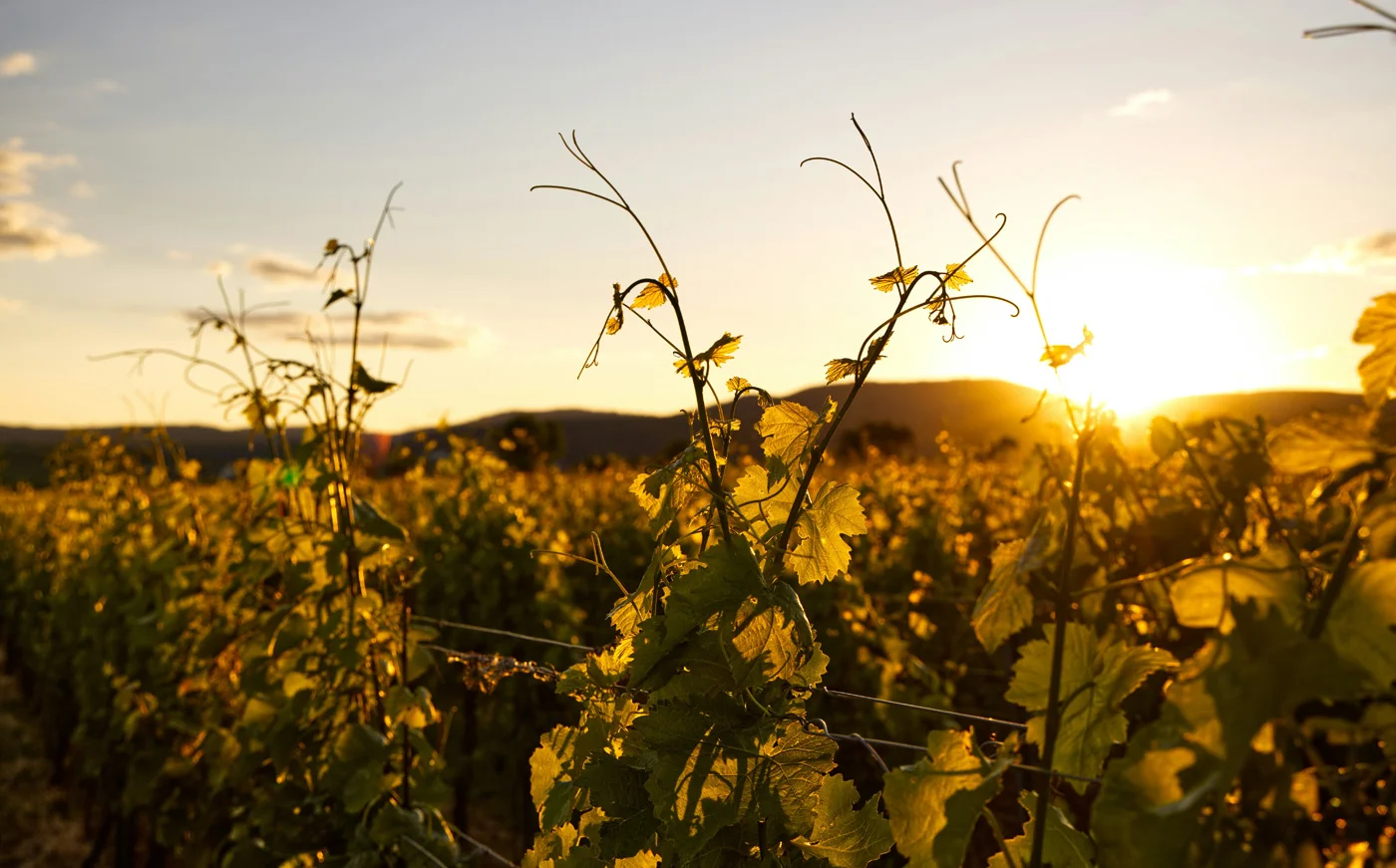 kefalonia wine tour robola,